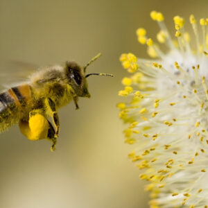 Separacja pyłków