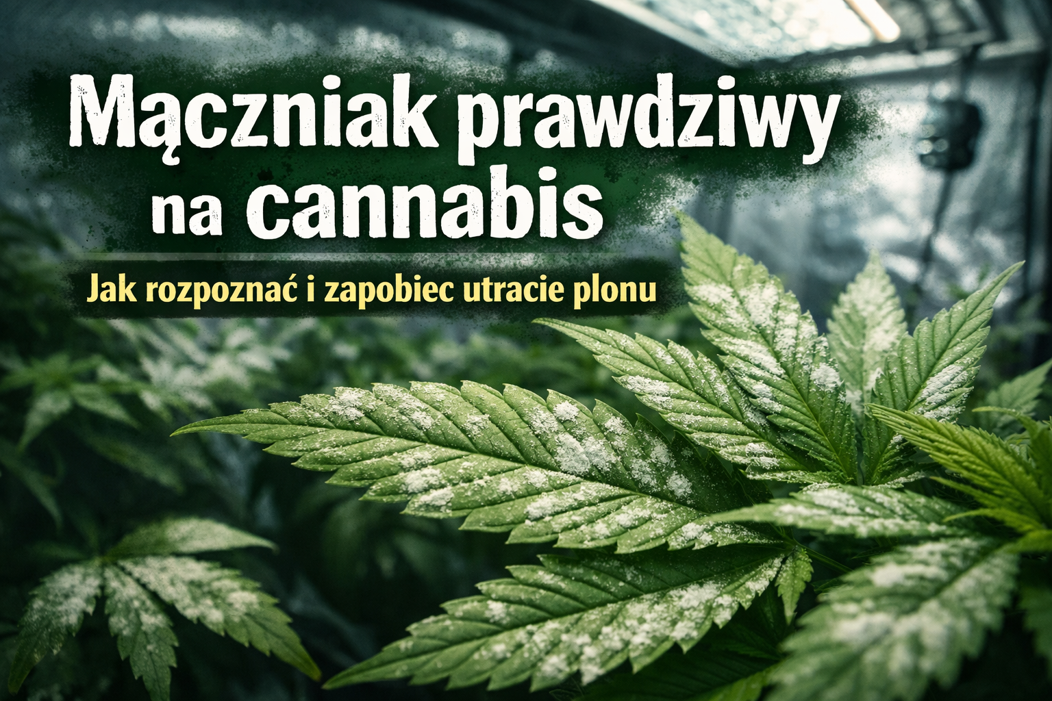 Mączniak prawdziwy na cannabis – po czym go poznać i dlaczego może zrujnować jakość plonu
