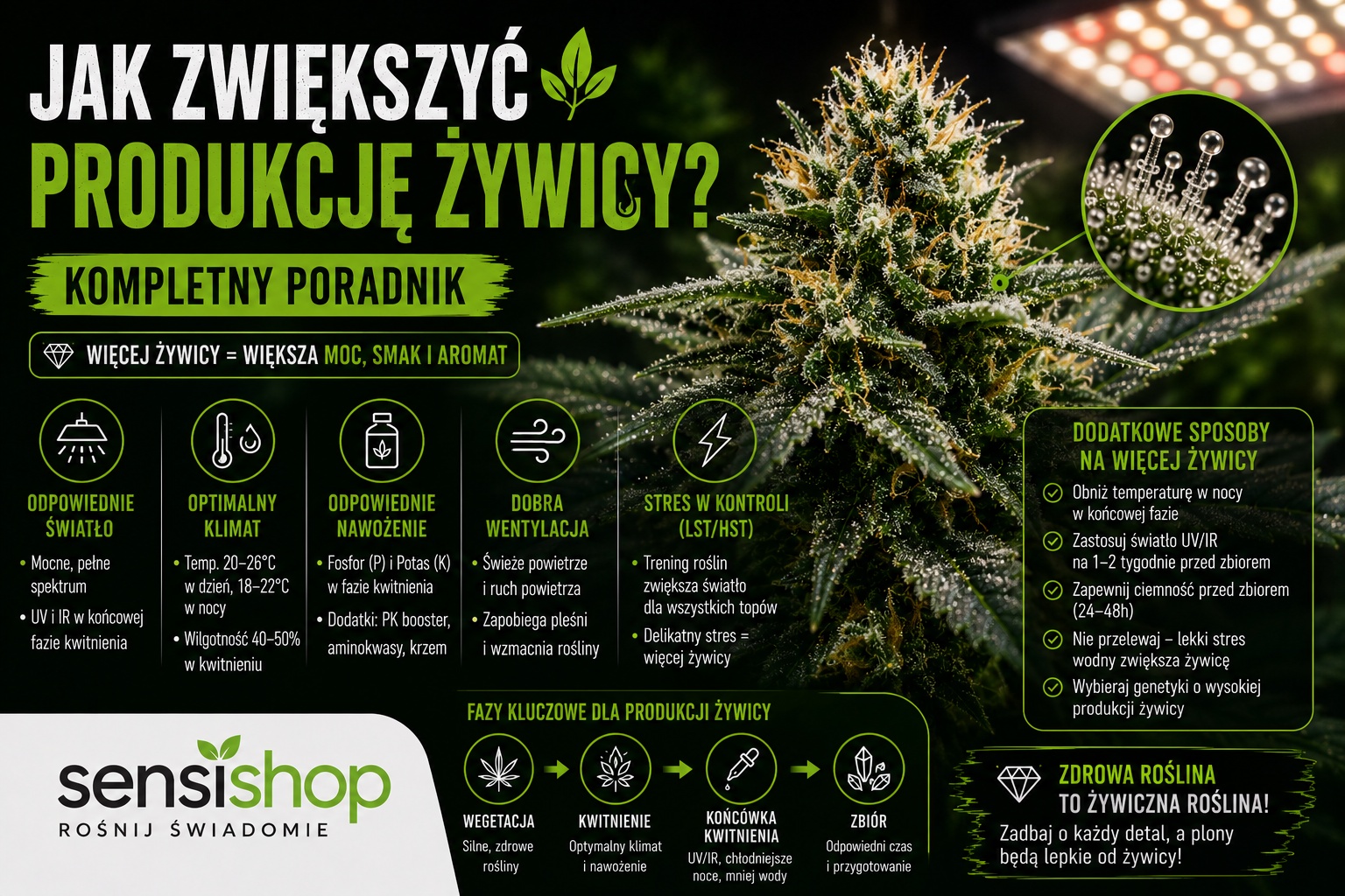 Jak zwiększyć produkcję żywicy? Kompletny poradnik | Sensishop