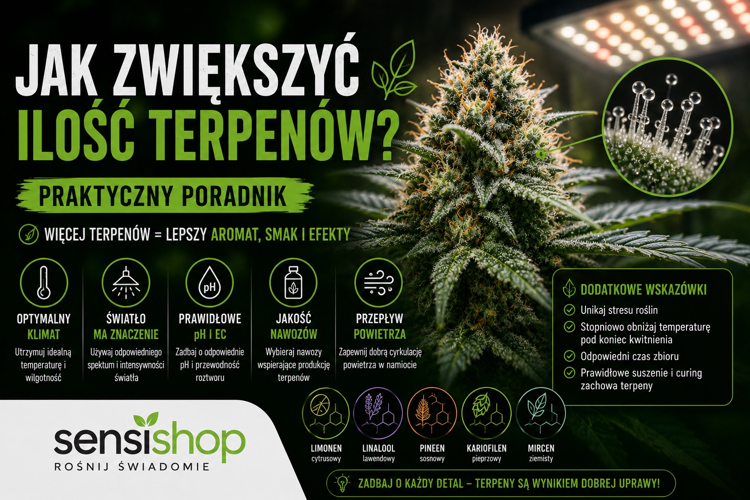 Jak zwiększyć ilość terpenów? Praktyczny poradnik | Sensishop